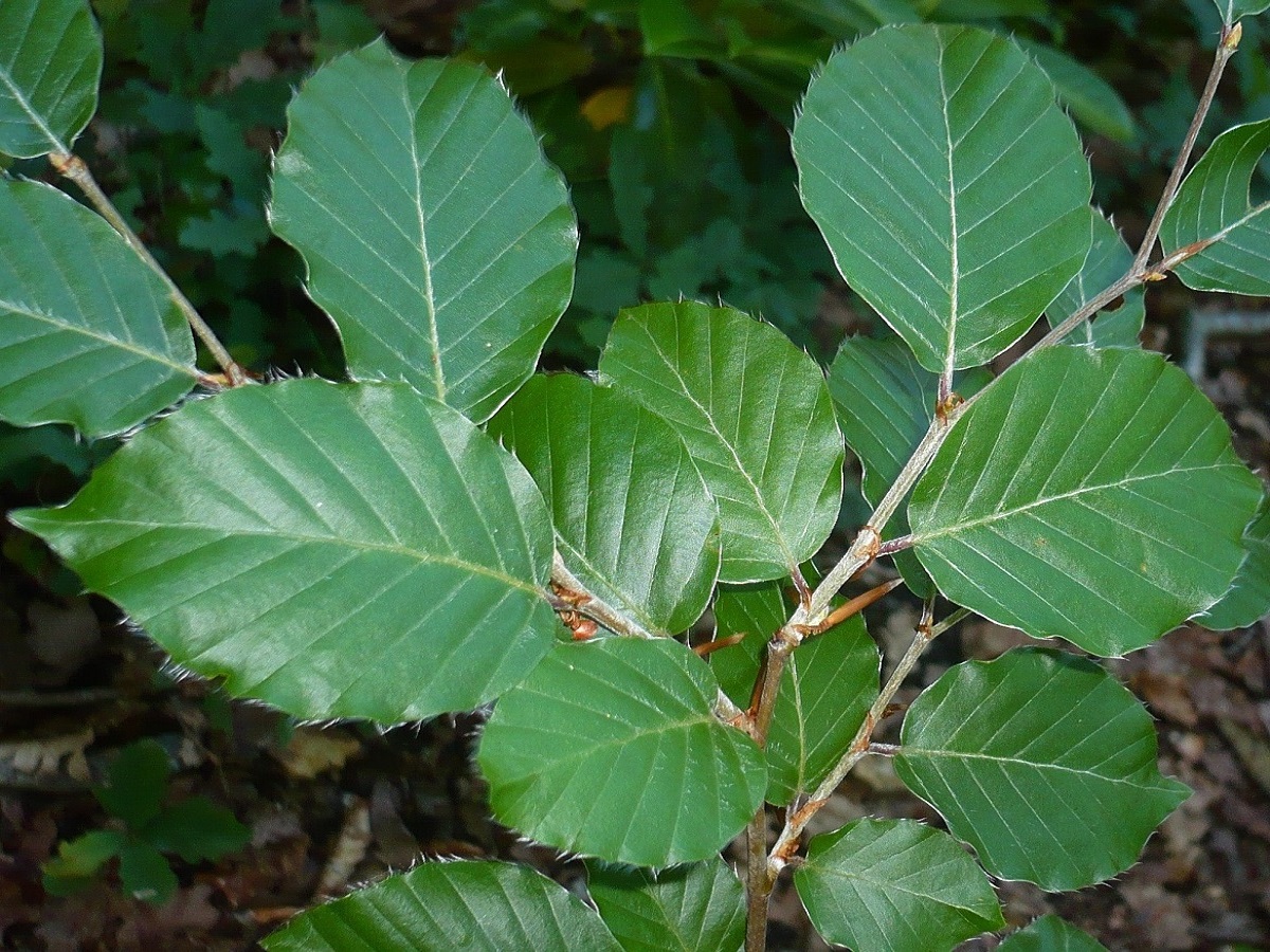 Fagus sylvatica (Fagaceae)